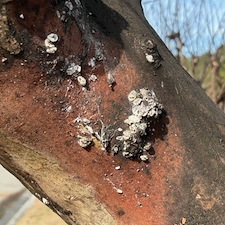 Controlling-Crape-Myrtle-Bark-Scale-in-North-Myrtle-Beach 0